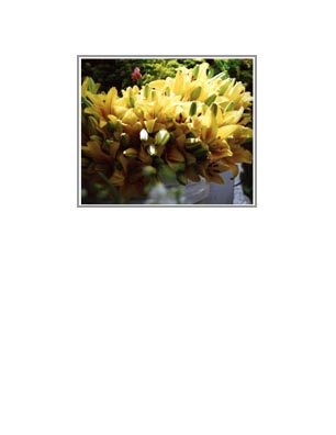 Edmonds Summer Market: Yellow Lilies