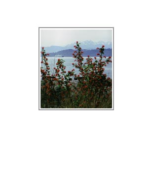 Edmonds Ferry: thru flowers