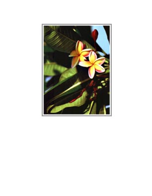 Kaua'i: Multi-colored Plumeria