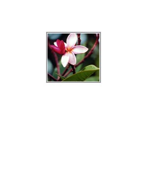 Kaua'i: Small Pink Plumeria