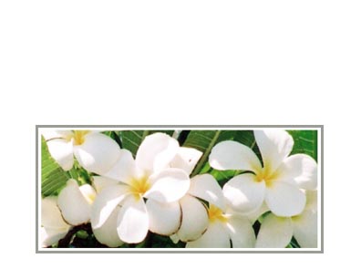 Kauai White Multi