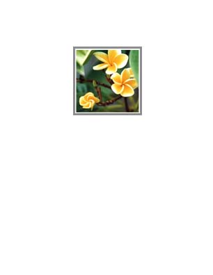 Kauai Yellow Plumeria Multi Blooms