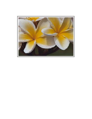 Kaua'i: Yellow Plumeria