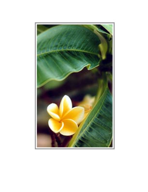 Kaua'i: Yellow Plumeria Wavy Leaf