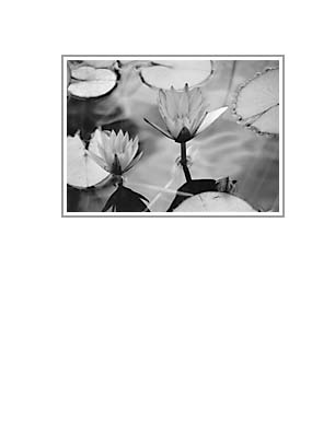 Maliby Lily purple 021 black & white