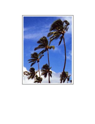 Waimea Palms