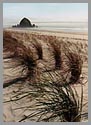 Cannon Beach: Beach grass