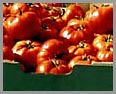 Edmonds Summer Market: Tomatos