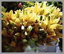 Edmonds Summer Market: Yellow Lilies