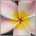 Kauai Pink Up Close