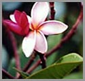 Kaua'i: small pink plumeria