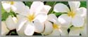 Kauai White Multi Blossoms