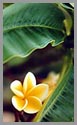 Kaua'i: wavy leaf plumeria