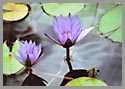 Malibu Lily: purple 02