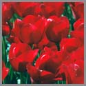 Skagit Valley Red Tulips 02
